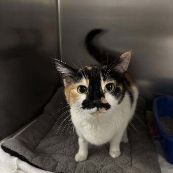 Darla -- COME MEET ME AT VETERINARY MEDICAL CENTER -  Domestic Short Hair Cat for Adoption in Alpharetta, Georgia - Darla -- COME MEET ME AT VETERINARY MEDICAL CENTER | PetCurious