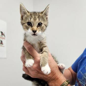 Pheobe -  Domestic Short Hair Cat for Adoption in Oneonta, New York - Pheobe | PetCurious