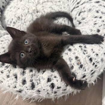 Domestic Short Hair Cats Available for Adoption in Pleasant Hill, California - A1045409 Ellie | PetCurious