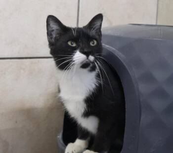 Rescue Domestic Short Hair Cats for Adoption in Rossville, Tennessee - Tezza | PetCurious