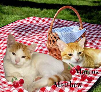 Tabby Cats Available for Adoption - Marcus *kitten* | PetCurious