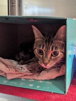 Domestic Short Hair Cats Available for Adoption in West Chester, Pennsylvania - Bon Bon | PetCurious