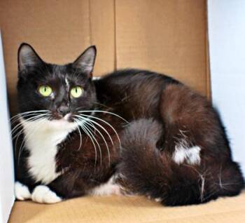 Caterina -  Domestic Short Hair Cat for Adoption in Morton Grove, Illinois - Caterina | PetCurious