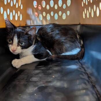 Weasel -  Domestic Short Hair Cat for Adoption in Lynchburg, Virginia - Weasel | PetCurious