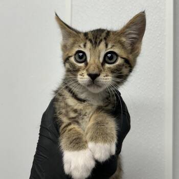 Domestic Short Hair Cats Available for Adoption in Abilene, Texas - Lovely Lucy | PetCurious