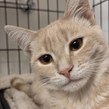 James -  Domestic Short Hair Cat for Adoption in South San Francisco, California - James | PetCurious