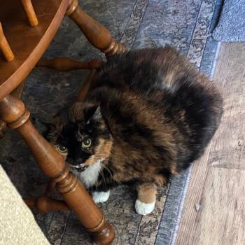 Chloe -  Domestic Short Hair Cat for Adoption in Lynchburg, Virginia - Chloe | PetCurious
