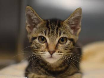 Raccoon -  Domestic Short Hair Cat for Adoption in Portland, Oregon - Raccoon | PetCurious