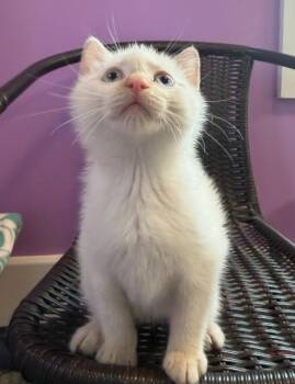 Siamese Cats Available for Adoption in South Bend, Indiana - Christopher Columbus *IN FOSTER * | PetCurious