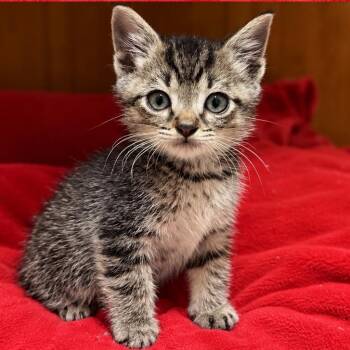 Pip -  Domestic Short Hair Cat for Adoption in Blairsville, Georgia - Pip | PetCurious