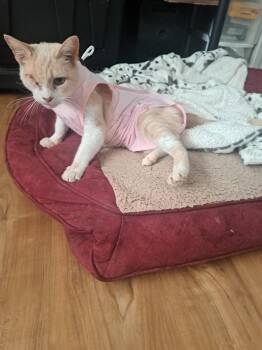 Rescue Domestic Short Hair Cats for Adoption in Charlotte, North Carolina - Loulou | PetCurious