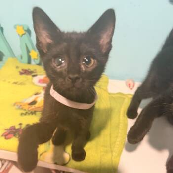 Tink -  Domestic Short Hair Cat for Adoption in Shorewood, Illinois - Tink | PetCurious