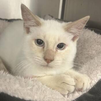 Fallow -  Domestic Short Hair Cat for Adoption in Park City, Utah - Fallow | PetCurious
