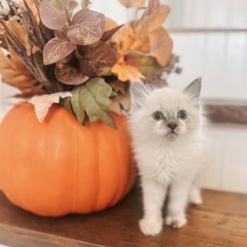 Yeti -  Siamese and Domestic Medium Hair Cat for Adoption in Brownsboro, Alabama - Yeti | PetCurious