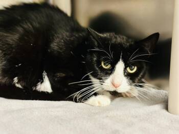 Rescue Domestic Short Hair Cats for Adoption in Jackson Township, New Jersey - Lucky Lucy | PetCurious