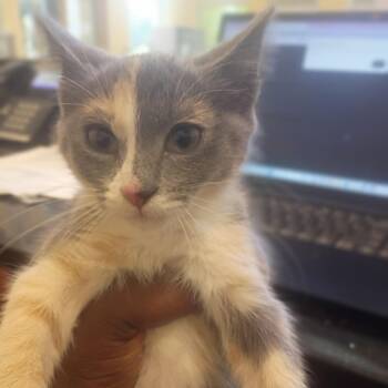 Vega -  Domestic Short Hair Cat for Adoption in Lynchburg, Virginia - Vega | PetCurious
