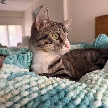 Domestic Short Hair Cats Available for Adoption in Lakewood, California - Tulip | PetCurious