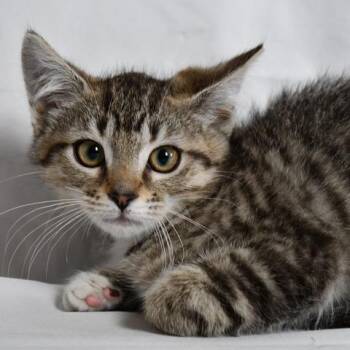Maisy -  Domestic Short Hair Cat for Adoption in Johnson City, Tennessee - Maisy | PetCurious