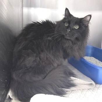 Domestic Long Hair Cats Available for Adoption in New York, New York - Onyx | PetCurious