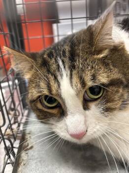 Domestic Medium Hair Cats Available for Adoption in Las Vegas, Nevada - CHARGER | PetCurious