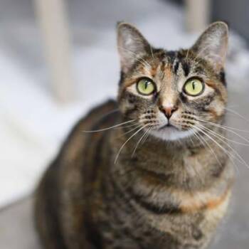 Sundae -  Domestic Short Hair Cat for Adoption in Atlanta, Georgia - Sundae | PetCurious