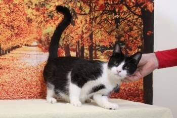 Rescue Domestic Medium Hair and Domestic Short Hair Cats for Adoption in West Chester, Pennsylvania - Cue | PetCurious