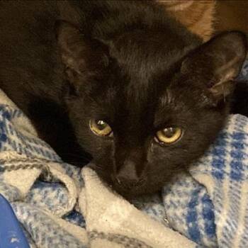 Turk -  Domestic Short Hair Cat for Adoption in Prince Frederick, Maryland - Turk | PetCurious