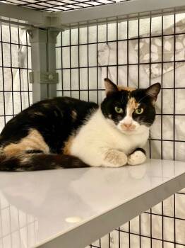 Zara -  Domestic Short Hair Cat for Adoption in Grants Pass, Oregon - Zara | PetCurious