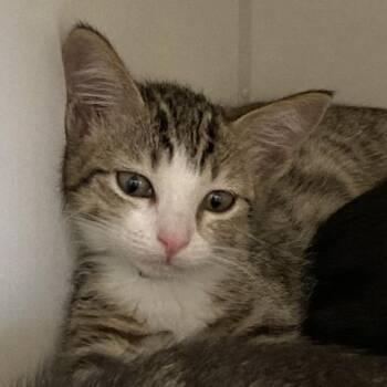 Rescue Domestic Short Hair Cats for Adoption in Long Beach, California - Oscar | PetCurious