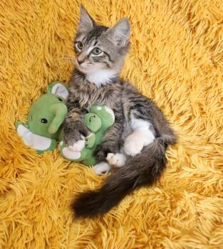 Earnest -  Maine Coon and Extra Toes Cat Hemingway Polydactyl Cat for Adoption in St. Augustine, Florida - Earnest | PetCurious