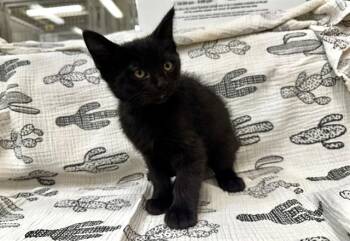 Domestic Medium Hair Cats Available for Adoption in Moreno Valley, California - CHAZ | PetCurious