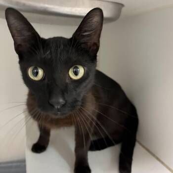 Jellybeans -  Domestic Short Hair Cat for Adoption in Long Beach, California - Jellybeans | PetCurious