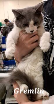 Rescue Domestic Medium Hair Cats for Adoption in Plattsburgh, New York - Gremlin | PetCurious