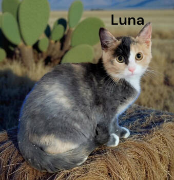 Rescue Dilute Calico Cats for Adoption in Weems, Virginia - Luna | PetCurious
