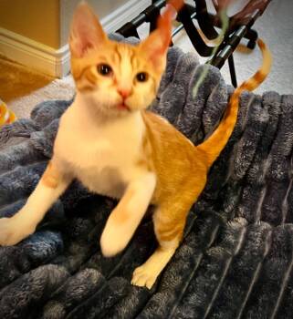 Diego -  Domestic Short Hair Cat for Adoption in The Woodlands, Texas - Diego | PetCurious