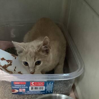 Sunspire -  Domestic Short Hair Cat for Adoption in Montgomery, Alabama - Sunspire | PetCurious