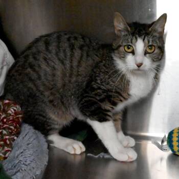 Domestic Short Hair Cats Available for Adoption in West Palm Beach, Florida - Abigail | PetCurious