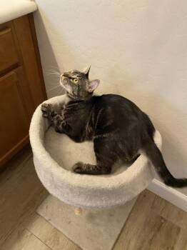 Cattail Everdell -  Domestic Short Hair and Tabby Cat for Adoption in Chandler, Arizona - Cattail Everdell | PetCurious