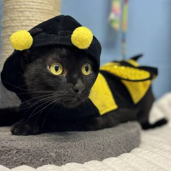 Diva -  Domestic Short Hair Cat for Adoption in Lowell, Arkansas - Diva | PetCurious
