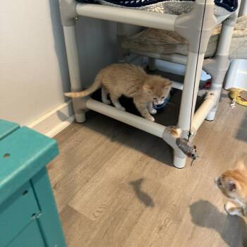 Lucille -  Domestic Medium Hair Cat for Adoption in Asheville, North Carolina - Lucille | PetCurious