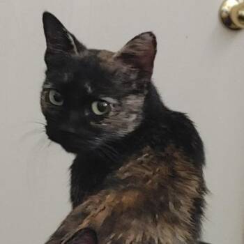 Esperanza AR -  Domestic Short Hair Cat for Adoption in Austin, Texas - Esperanza AR | PetCurious