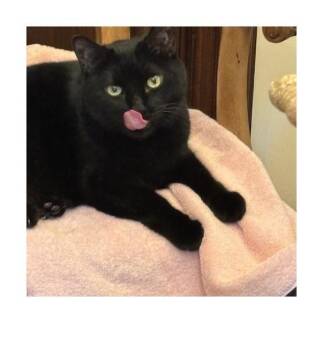 Domestic Short Hair Cats Available for Adoption - Brees | PetCurious