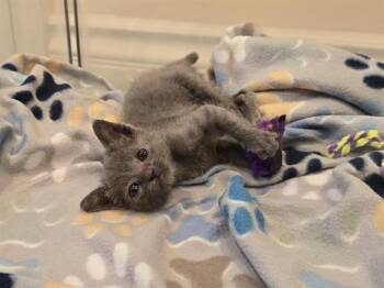 EMILE -  Domestic Short Hair Cat for Adoption in Camarillo, California - EMILE | PetCurious