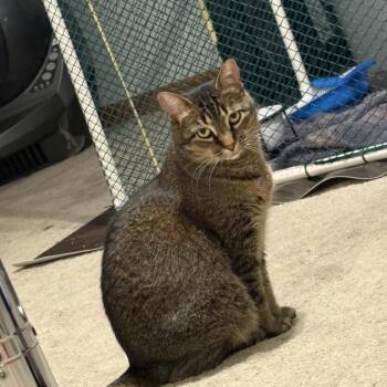 Omelet & Muffin -  Domestic Short Hair Cat for Adoption in Mokena, Illinois - Omelet & Muffin | PetCurious