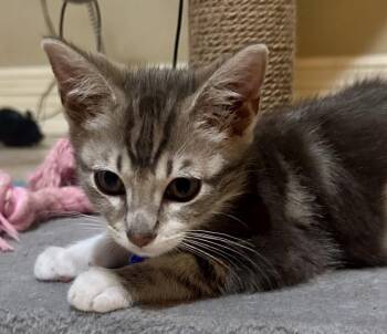 Dori -  American Shorthair Cat for Adoption in Houston, Texas - Dori | PetCurious