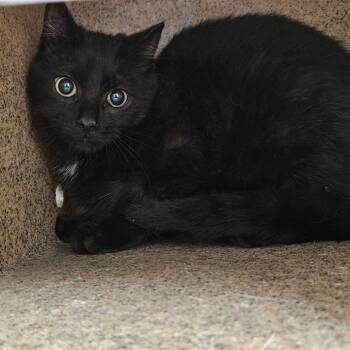 Domestic Short Hair Cats Available for Adoption in Independence, Kansas - Barn Cat 35 | PetCurious