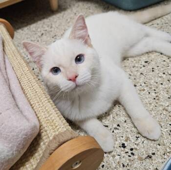 Jacquees -  Domestic Short Hair and Siamese Cat for Adoption in Los Angeles, California - Jacquees | PetCurious