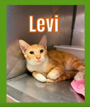 Levi -  Domestic Short Hair Cat for Adoption in Bossier City, Louisiana - Levi | PetCurious