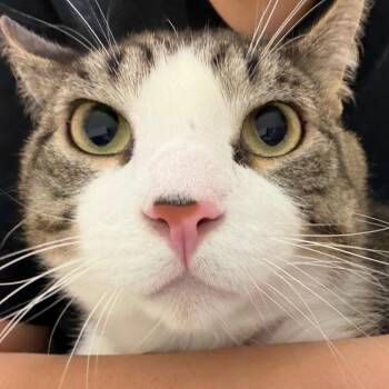 True -  Domestic Short Hair Cat Available for Adoption in Murray, Utah - True | PetCurious