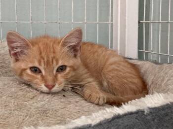 Benita -  Domestic Short Hair Cat for Adoption in Kingsland, Georgia - Benita | PetCurious
